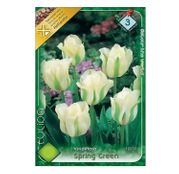 Bulbi de flori Lalele Spring Green 7 buc
