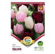 Bulbi de flori Lalele Trio Deep Velvet 6 buc