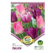 Bulbi de flori Lalele Trio Purple Dreams 6 buc