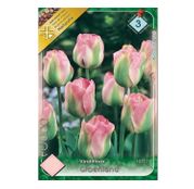 Bulbi de flori Lalele Groenland 7 buc