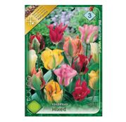 Bulbi de flori Lalele Viridiflora Mixed 8 buc