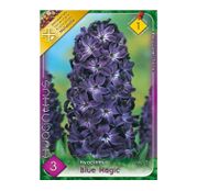 Bulbi de flori Zambile Blue Magic 3 buc