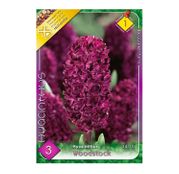 Bulbi de flori Zambile Woodstock 3 buc
