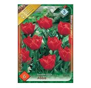Bulbi de flori Lalele Abba 6 buc
