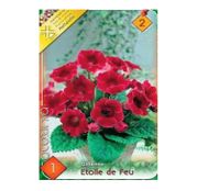 Bulbi de flori Gloxinia Etoile de Feu 1buc