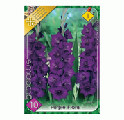 Bulbi de flori Gladiole Purple Flora 10 buc
