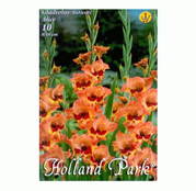 Bulbi de flori Gladiole Alice 10 buc