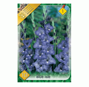 Bulbi de flori Gladiole Blue Isle 10 buc