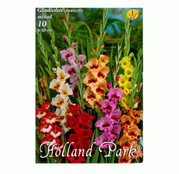 Bulbi de flori Gladiole Butterfly Mix 10 buc