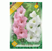 Bulbi de flori Gladiole Duo Pink & White 10buc