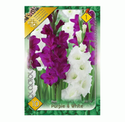 Bulbi de flori Gladiole Duo Purple & White 10buc