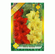 Bulbi de flori Gladiole Duo Red & Yellow 10buc