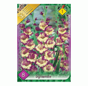 Bulbi de flori Gladiole Dynamite 8buc