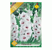 Bulbi de flori Gladiole Fiorentina 10 buc