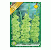 Bulbi de flori Gladiole Green Star 8 buc