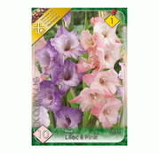 Bulbi de flori Gladiole Duo Lilac&Pink 10buc