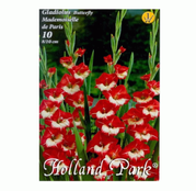 Bulbi de flori Gladiole Mademoiselle de Paris 10 buc
