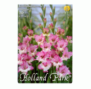 Bulbi de flori Gladiole Maggie 10 buc