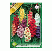 Bulbi de flori Gladiole Mixed 10 buc 