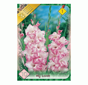 Bulbi de flori Gladiole My Love 10 buc