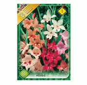 Bulbi de flori Gladiole Nanus mixed 8 buc