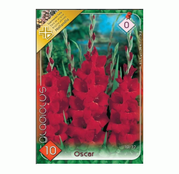 Bulbi de flori Gladiole Oscar 10 buc