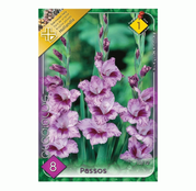 Bulbi de flori Gladiole Passos 8 buc