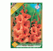 Bulbi de flori Gladiole Peter Pears 10 buc