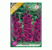 Bulbi de flori Gladiole Plumtart 10 buc