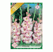 Bulbi de flori Gladiole Priscilla 10 buc