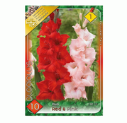 Bulbi de flori Gladiole Duo Red & Pink 10buc