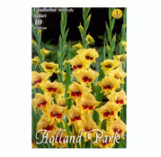 Bulbi de flori Gladiole Safari 10 buc