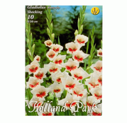 Bulbi de flori Gladiole Shocking 10 buc