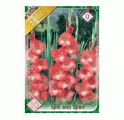 Bulbi de flori Gladiole Spic and Span 10 buc