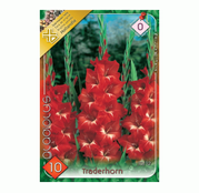 Bulbi de flori Gladiole Traderhorn 10 buc