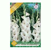 Bulbi de flori Gladiole white Prosperity 10 buc