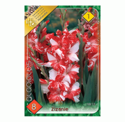 Bulbi de flori Gladiole Zizanie 8 buc