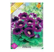 Bulbi de flori Gloxinia Violacea 1buc