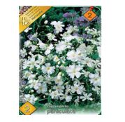 Bulbi de flori Floarea Miresei- Gypsophila Paniculata 2buc