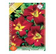 Bulbi de flori Hemerocallis Sammy Russel 1buc