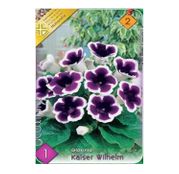 Bulbi de flori Gloxinia Kaiser Wilhelm 1buc