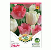 Bulbi de flori Lalele Duo Pink & White 10 buc