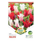 Bulbi de flori Lalele Trio Porzellan mix 6 buc