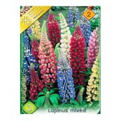 Bulbi de flori Lupinus Mixed 3buc