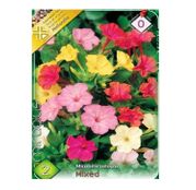 Bulbi de flori Mirabilis Jalapa Mixed 2buc