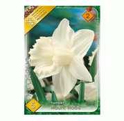 Bulbi de flori Narcisa Mount Hood 5buc