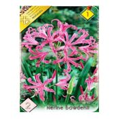 Bulbi de flori Nerine Bowdenii 2buc