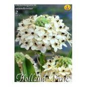 Bulbi de flori Ornithogalum Saundersiae 2buc