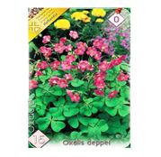 Bulbi de flori Oxalis Deppei 15buc