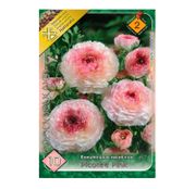 Bulbi de flori Ranunculus Asiaticus Picotee Pink 10buc.